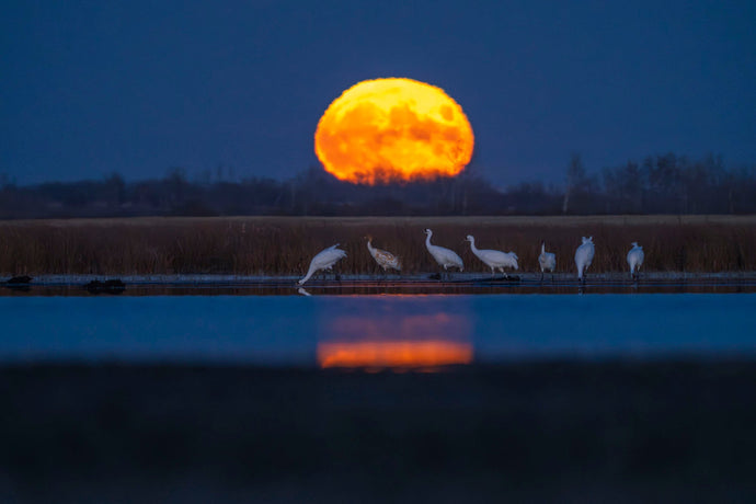 5 Years With The World's Rarest Crane