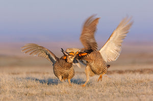 Photographing Greater Prairie-Chicken Leks